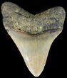 Megalodon Tooth - North Carolina #49531-2